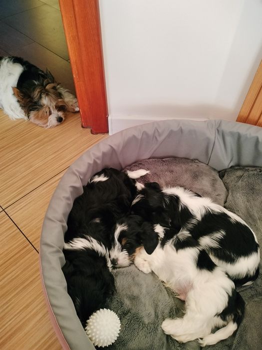 Yorkshire Biewer piesek BOBI - gotowy do nowego domku na Mikołaja :-)