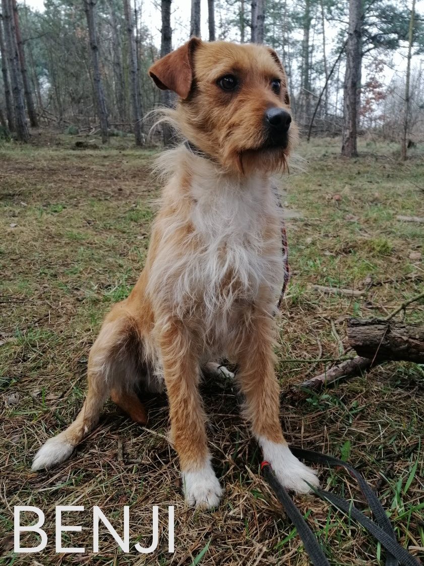 BENIJ szuka spokojnego domu