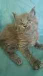 Niebieska dymna kotka Maine Coon