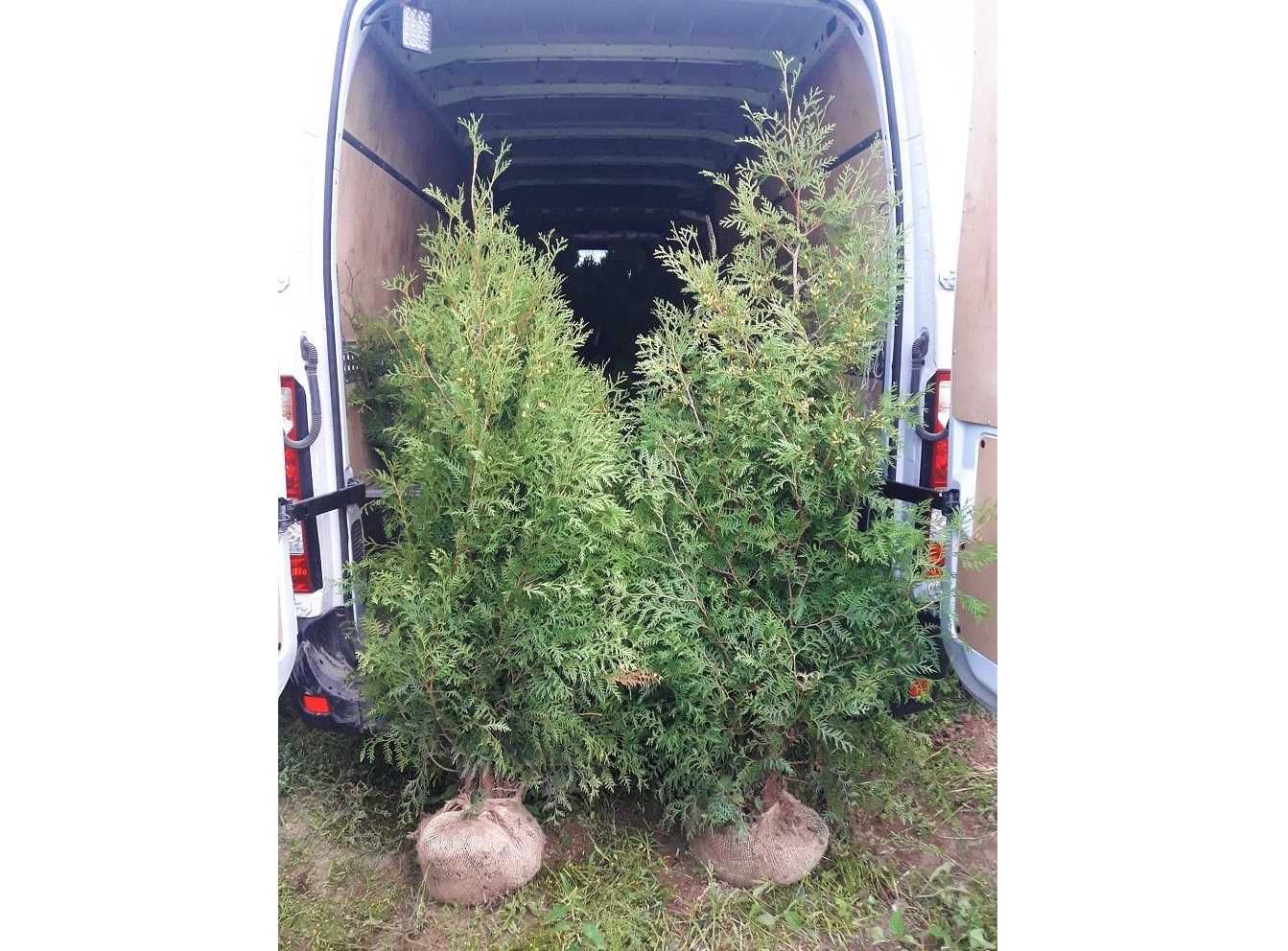 Thuja Brabant! 220, 240, 250, 260 cm! Sadzenie! Tuja! Tuje! Transport!