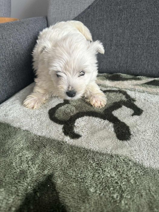 Śliczna Sunia West Highland White Terrier Gotowa Do Odbioru