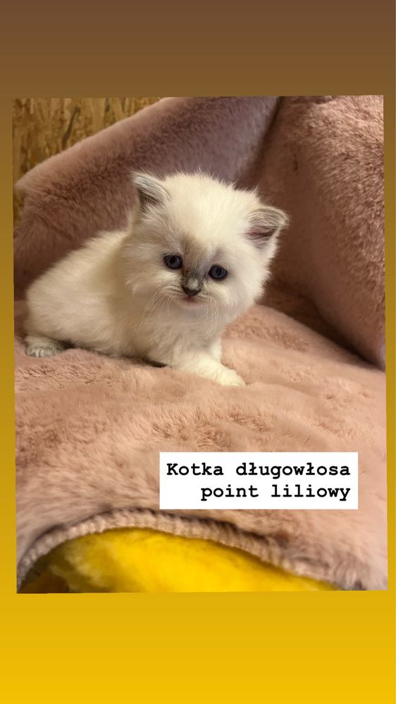 Kot Brytyjski Point Liliowy/ Niebieski