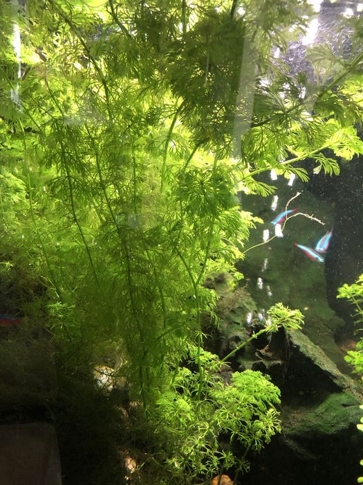 Łatwa roslina akwariowa Limnophila Sessilliflora