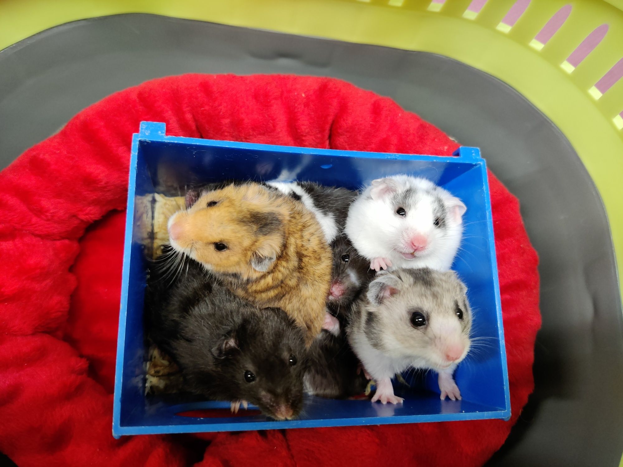 Chomiki syryjskie młode ,zdrowe ,zadbane sklep zoo Julianowska 7b Łódź