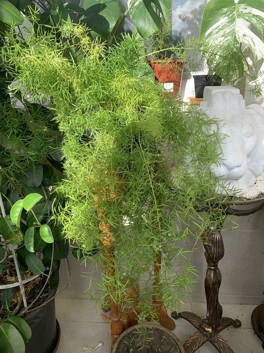 Аспарагус Шпренгера