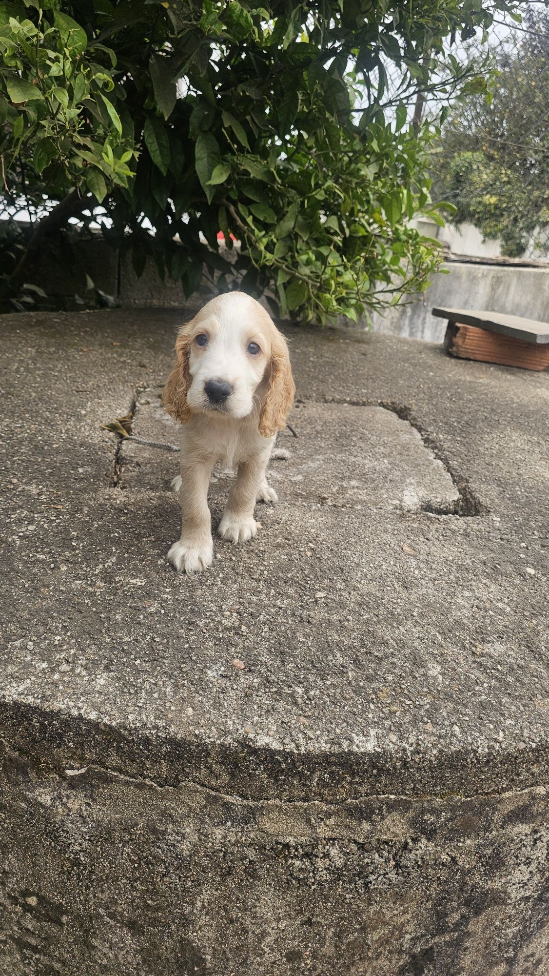 Cocker spaniel puro