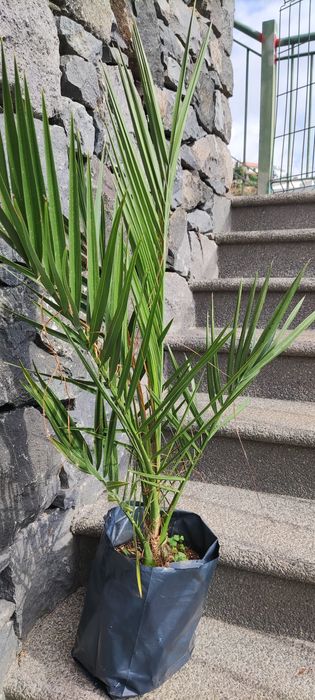 Tamareiras de jardim - plantas jovens (Madeira)
