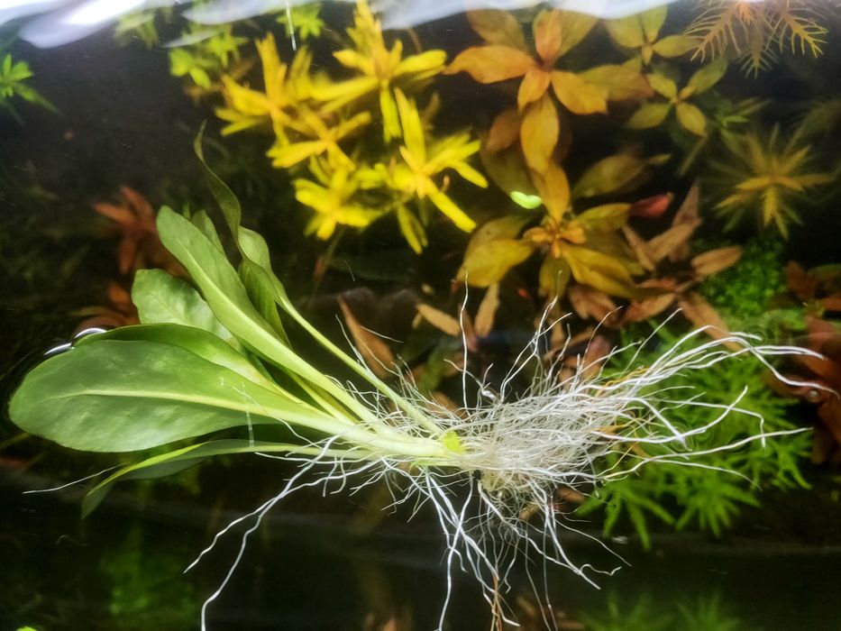Roślina akwariowa Samolus valerandi z korzeniami