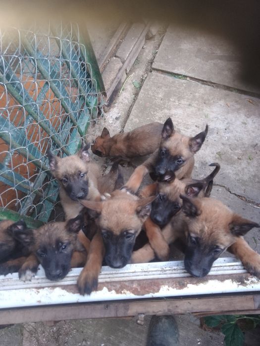 Бельгійська вівчарка малінуа