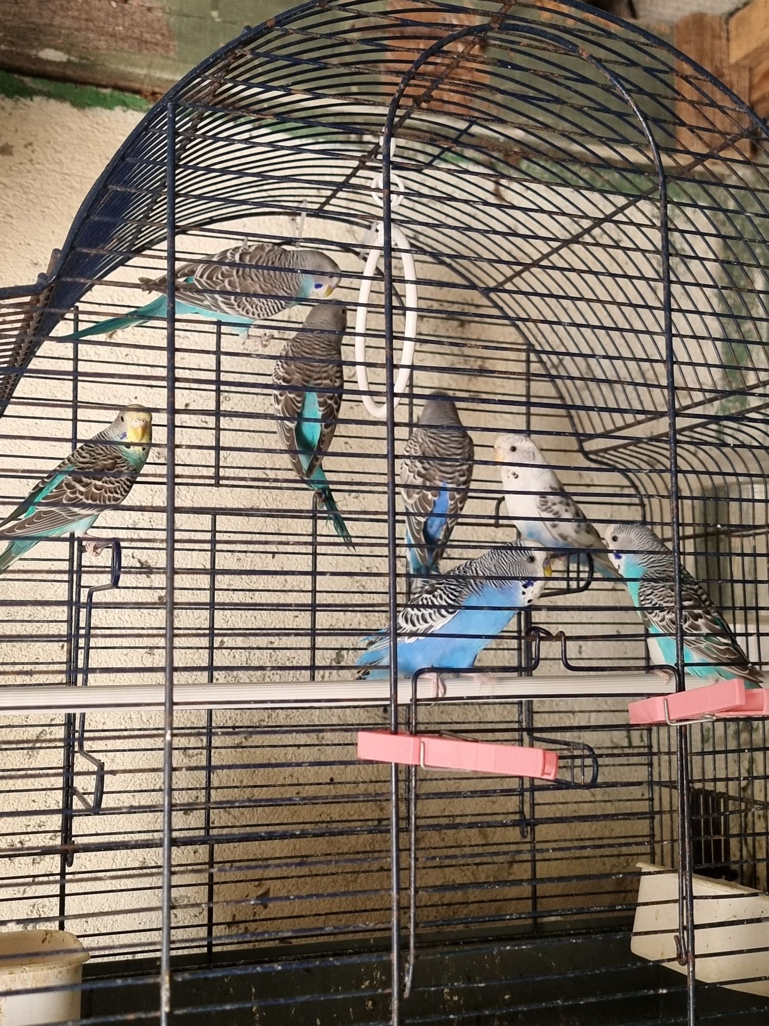 Piriquitos de varias cores