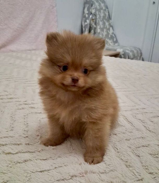 Lulu da Pomerânia Mini Olhos verdes