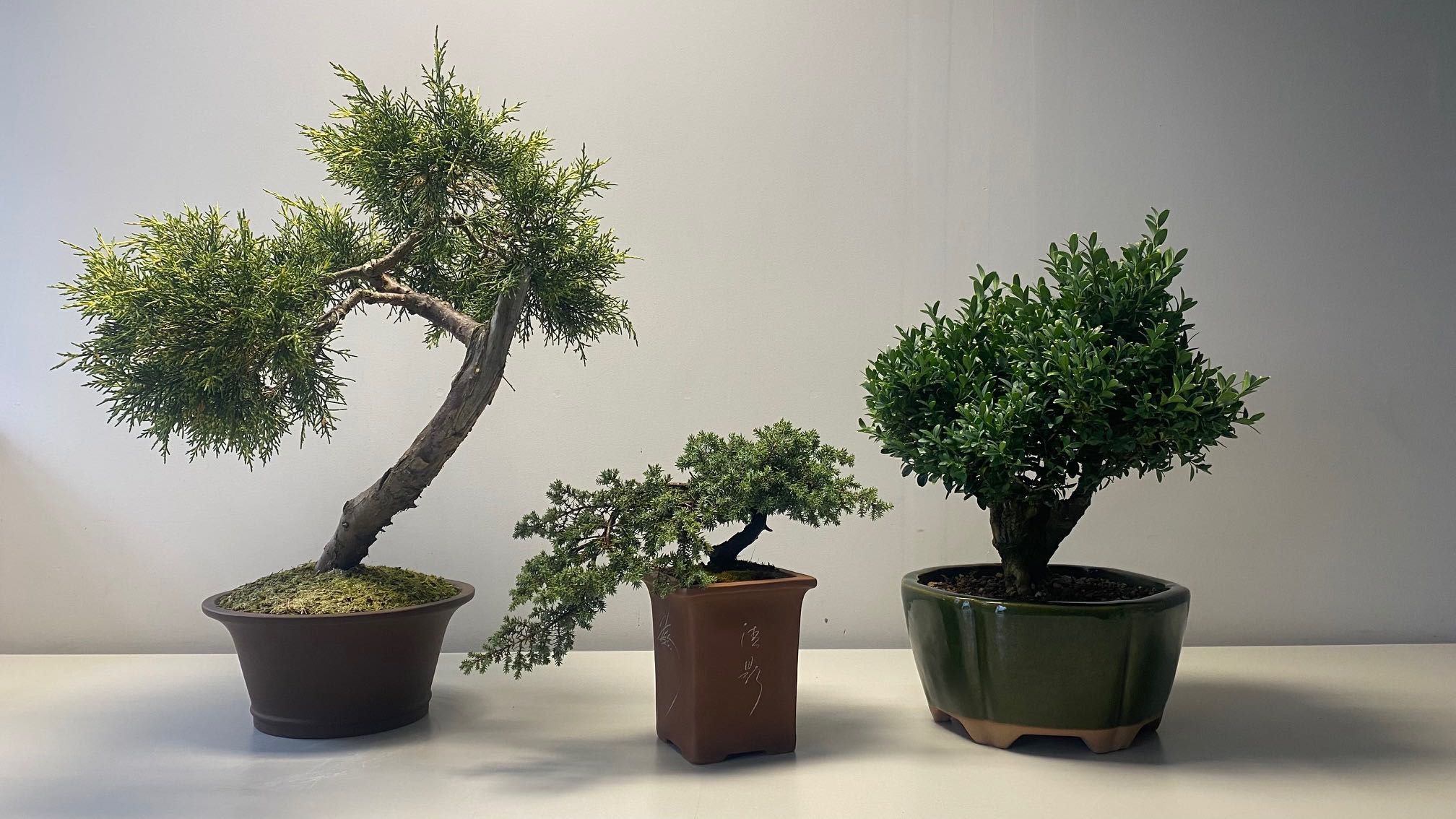 Wyprzedaż kolekcji drzewek BONSAI - Jałowiec duży