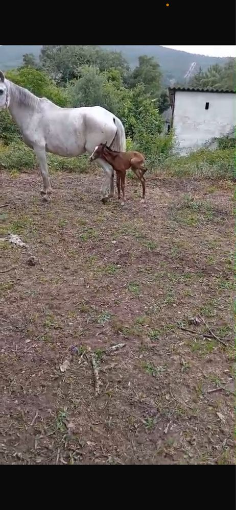 Egua Russa super docil