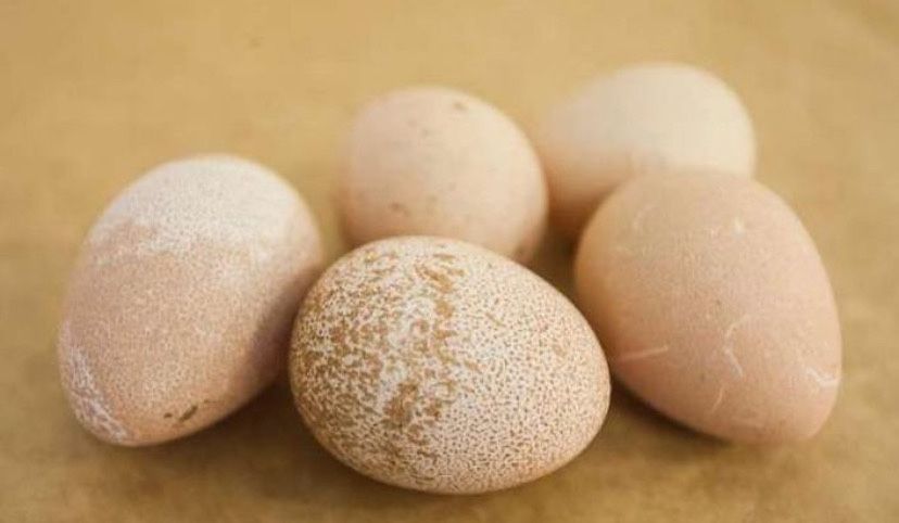 Яйце цесарки