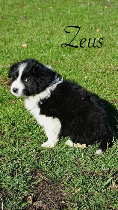 Border Collie czarno biały