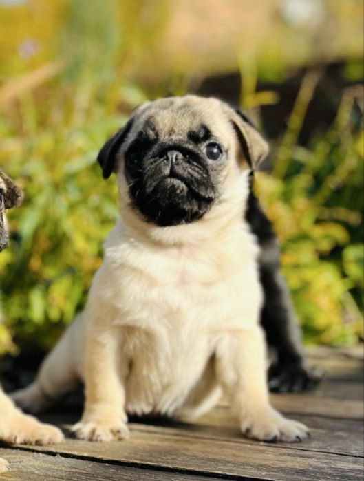 Веселе мопсенятко