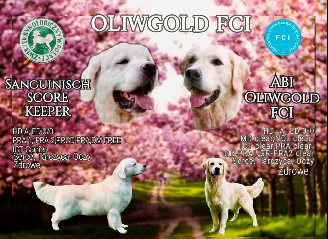 Golden Retriever ZKwP FCI Już do odbioru