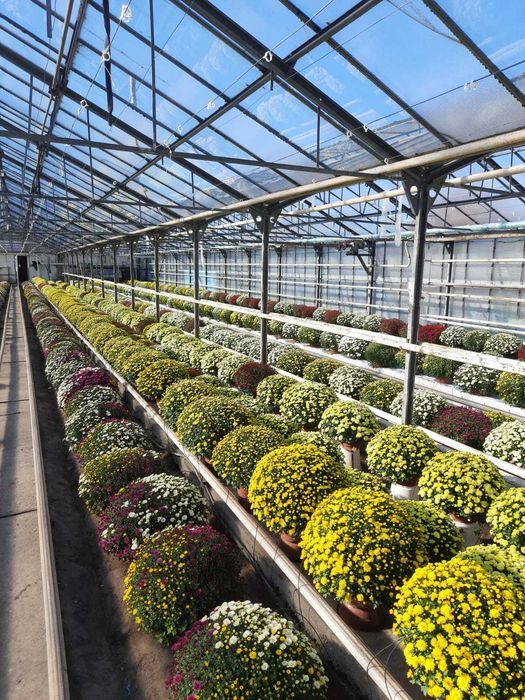 Chryzantemy, chryzantema drobna, wielkokwiatowa