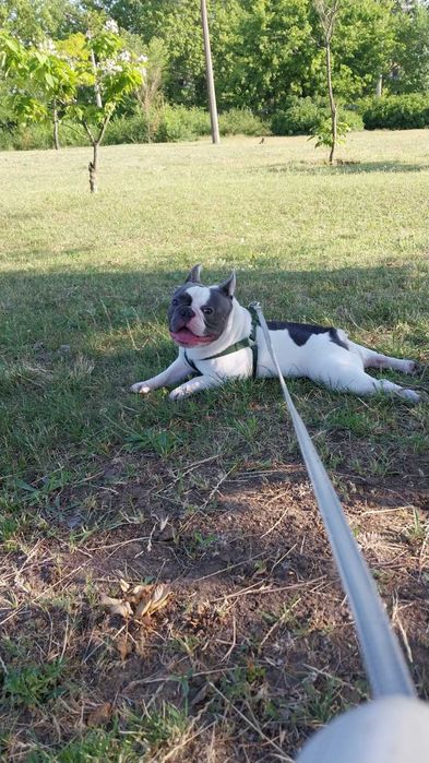 Французький бульдог хлопець, шукає подружку для в'язки. Вік 2 роки.