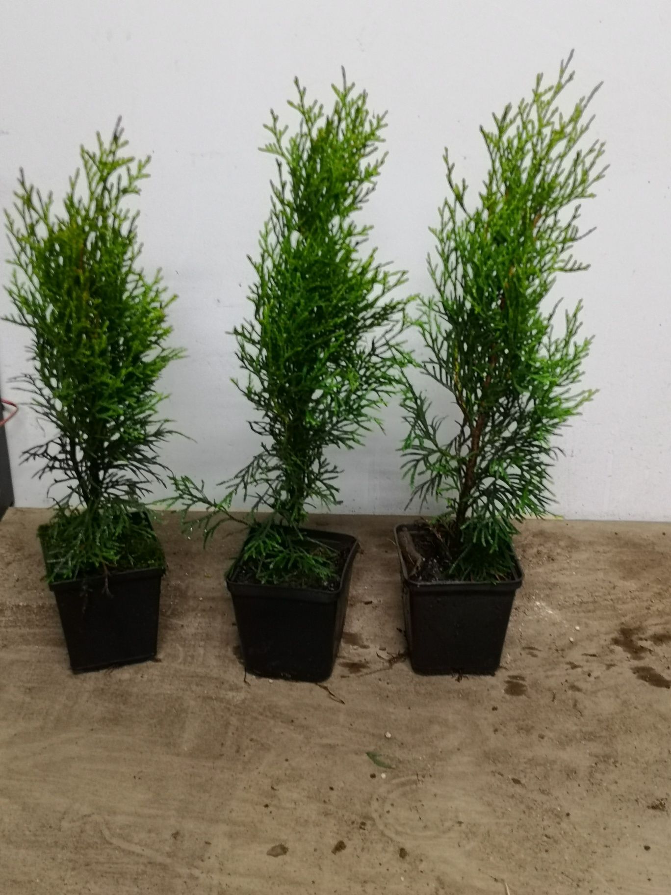 Thuja tuja szmaragd p9 50