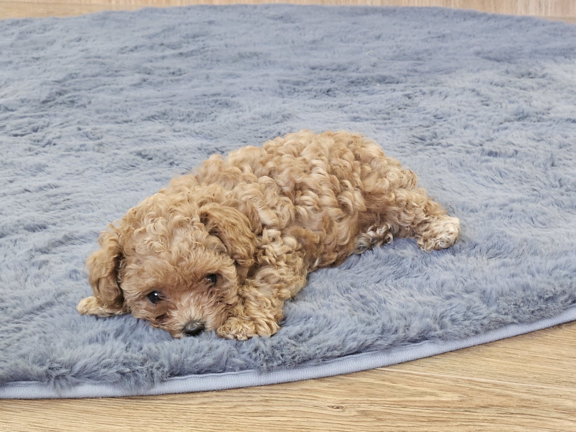 Maltipoo F1B - maltipoo x pudel toy, suczka