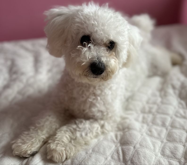 Маленьки друг шукає собі сімʼю