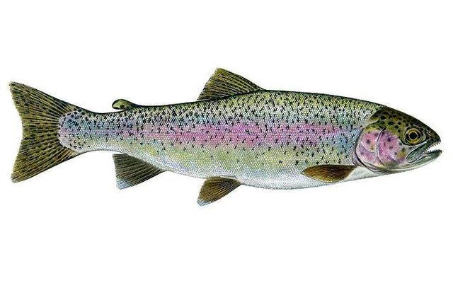 Pstrąg  jeziorowy z Dowozem