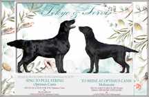 FLAT COATED RETRIEVER - zapowiedź miotu