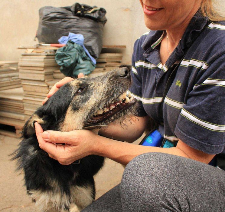 Zefirek - mały szorściak lubiący zabawy z innymi psami