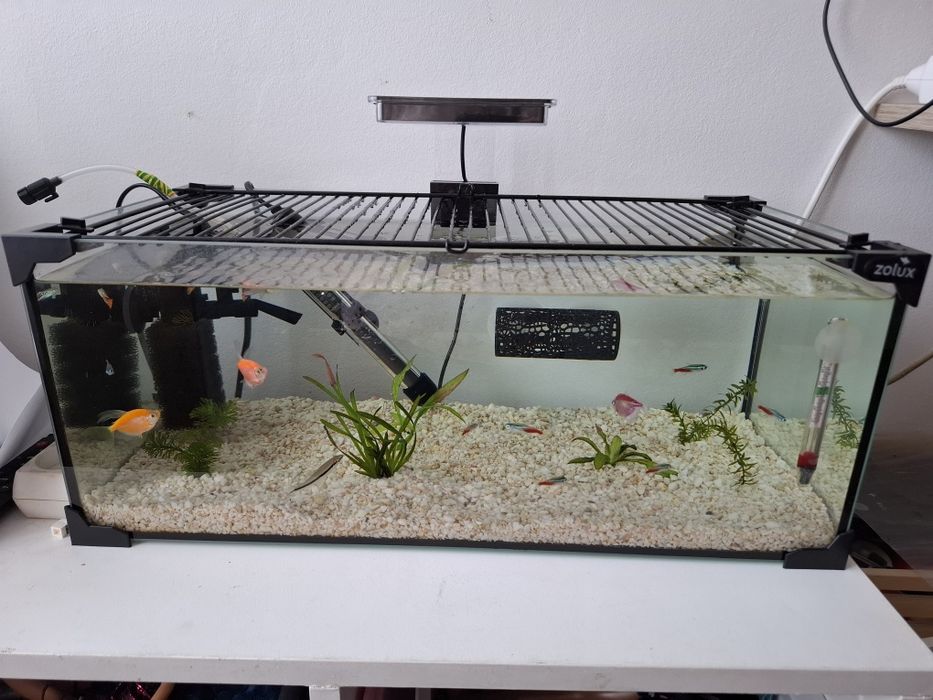 Zolux terrarium akwarium karabas