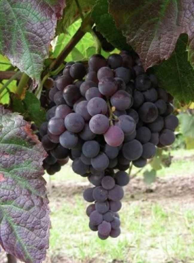 Zestaw 5 winogron bezpestkowych. Winorośl sadzonki