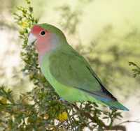 Pássaro Rosicol  colorido