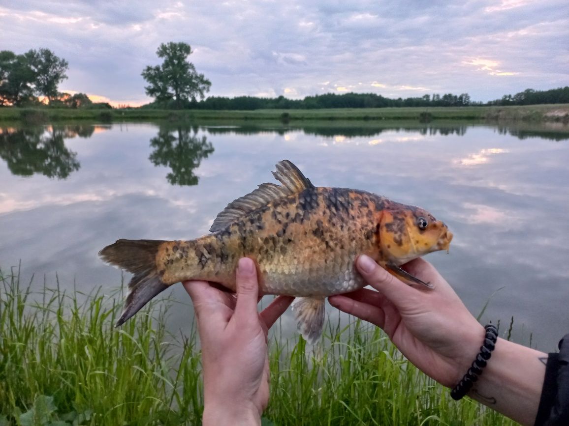 Wędkowanie  No kill