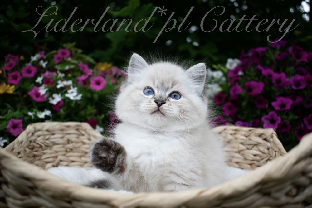 Przepiękne Kocięta Ragdoll FPL/FIFE