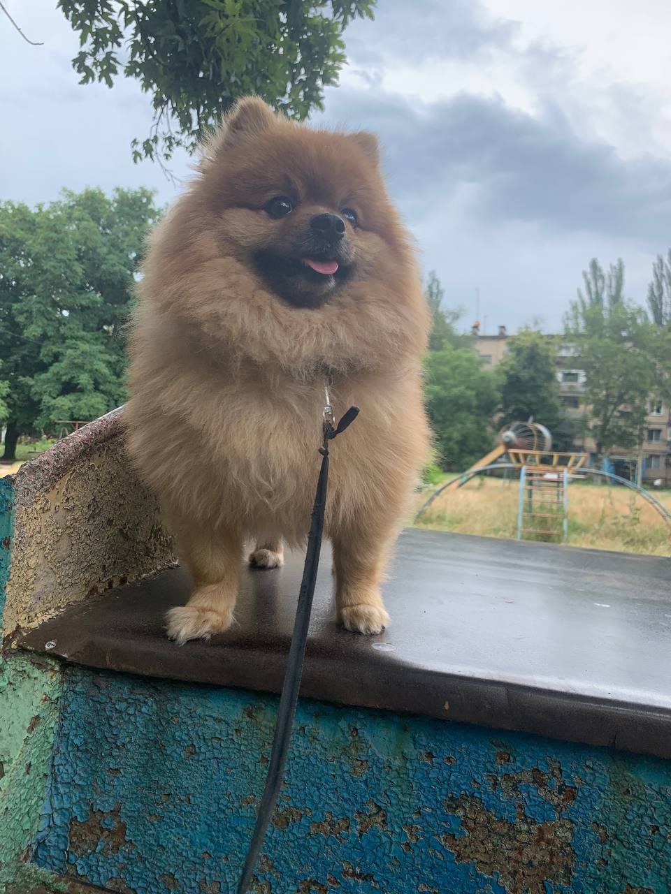 Померанский шпиц"Макс" ищет невесту