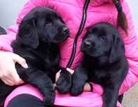 Labrador retriever czarny/czekoladowy
