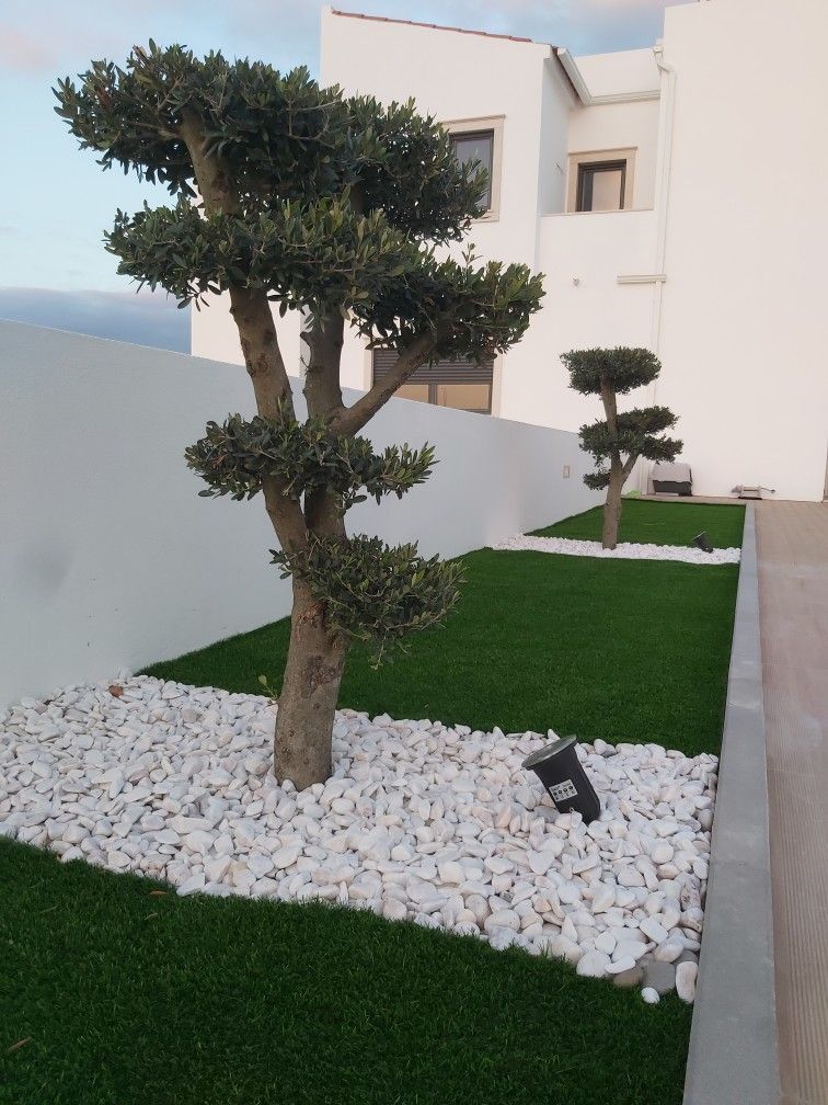 Oliveira (Olea Europaea)