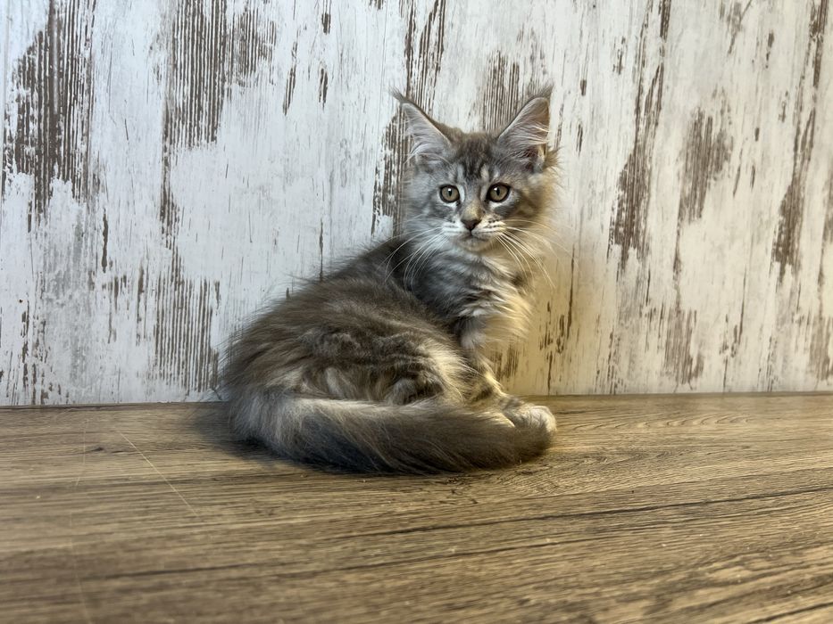 Maine Coon Kotka z Rodowodem