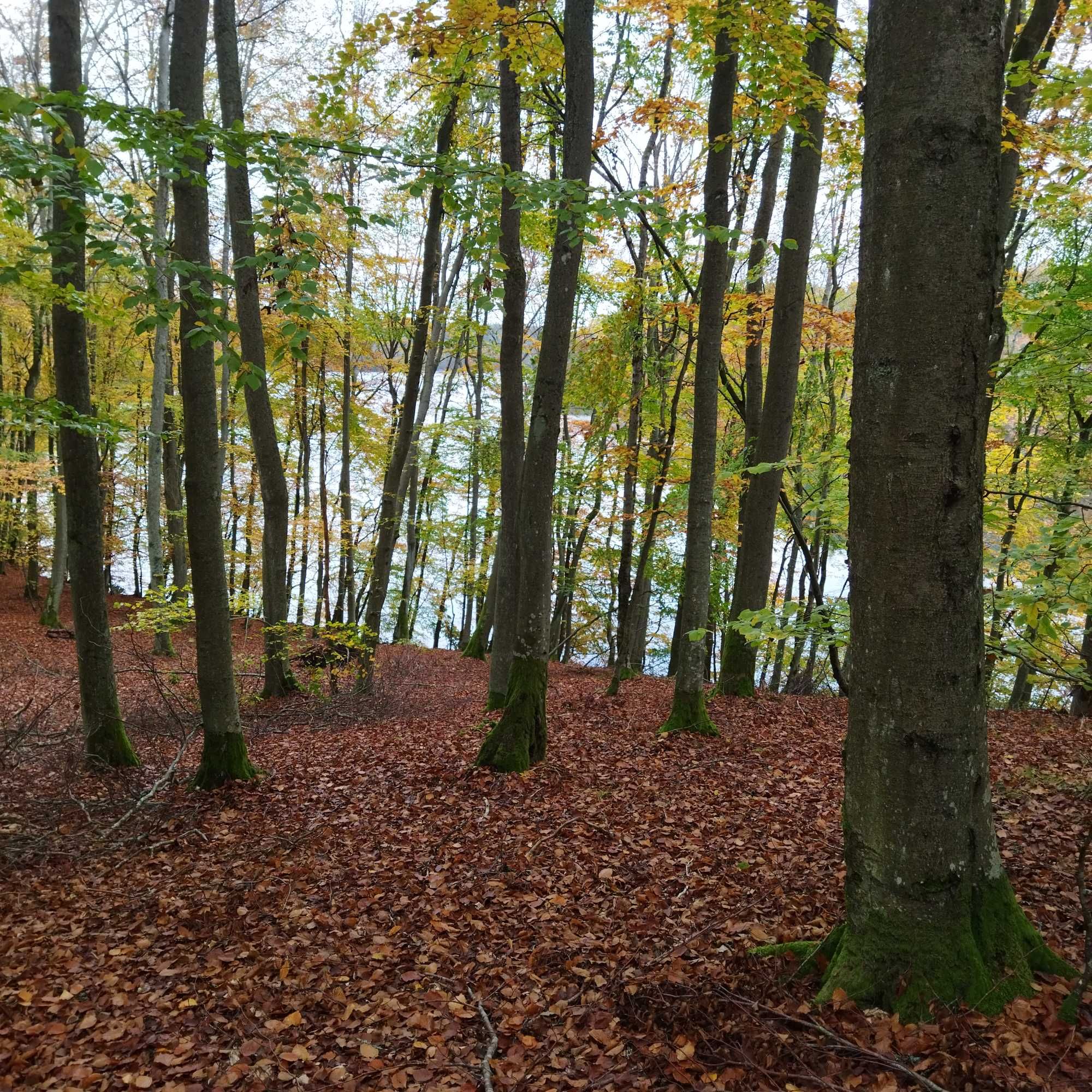 Las bukowy nad Jeziorem Kamieniczno