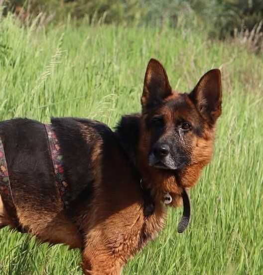 Diego Owczarek Niemiecki szuka domu