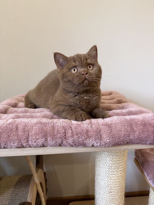 Fêmea British Shorthair  com LOP