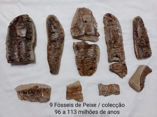 Fósseis de Peixe colecção 9 (nove). 96 a 113 milhões de anos. Cretáceo