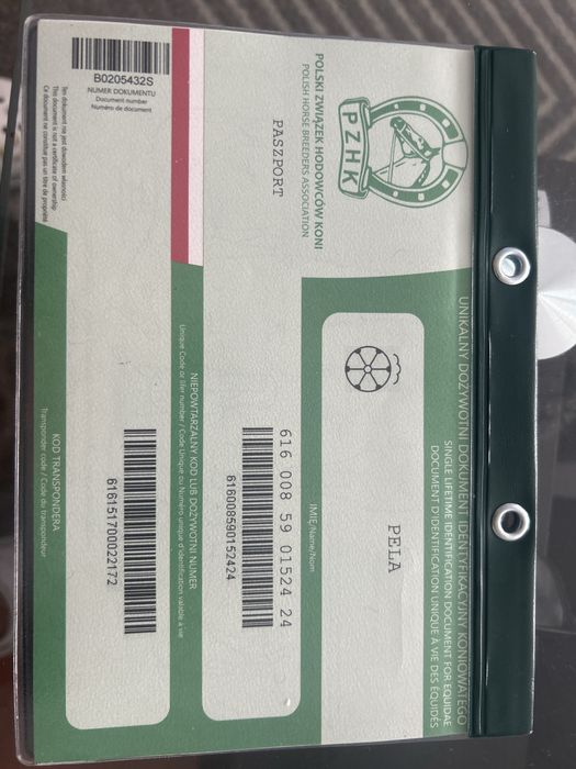 klacze rasy śląskiej z paszportem – wyjątkowe pochodzenie!