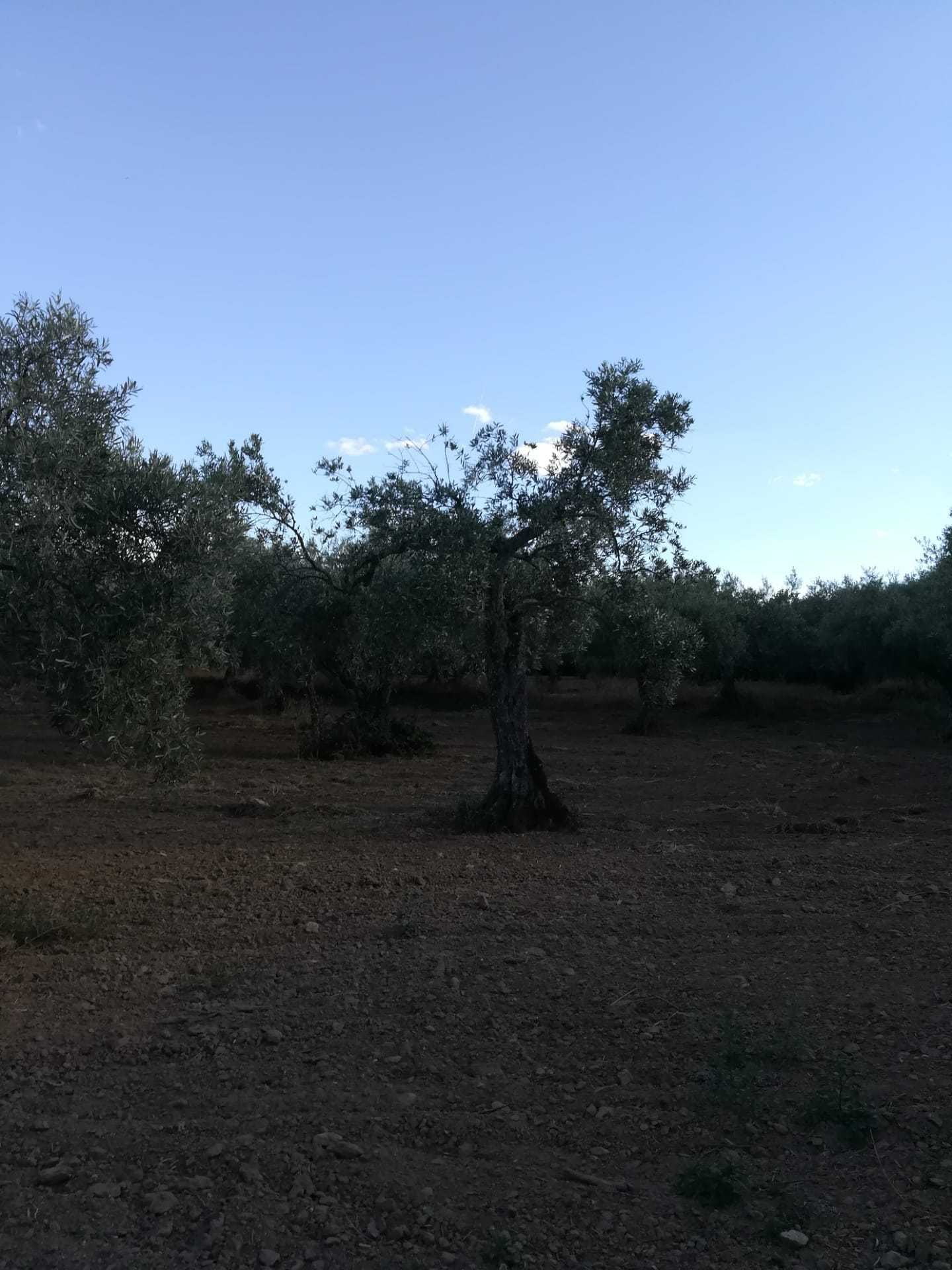 OLiveiras para jardim