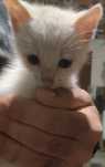 Da-se gatinho bebe branco