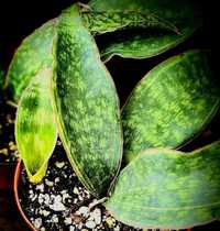 Sansevieria Masoniana giant marginated var sansewieria