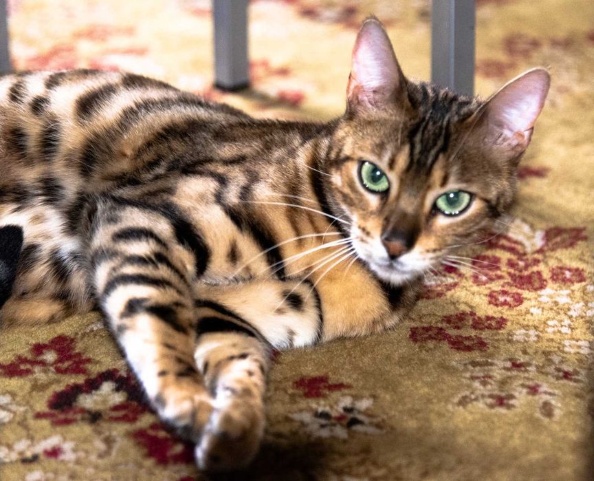 Gatinho bengal com Lop excepcional