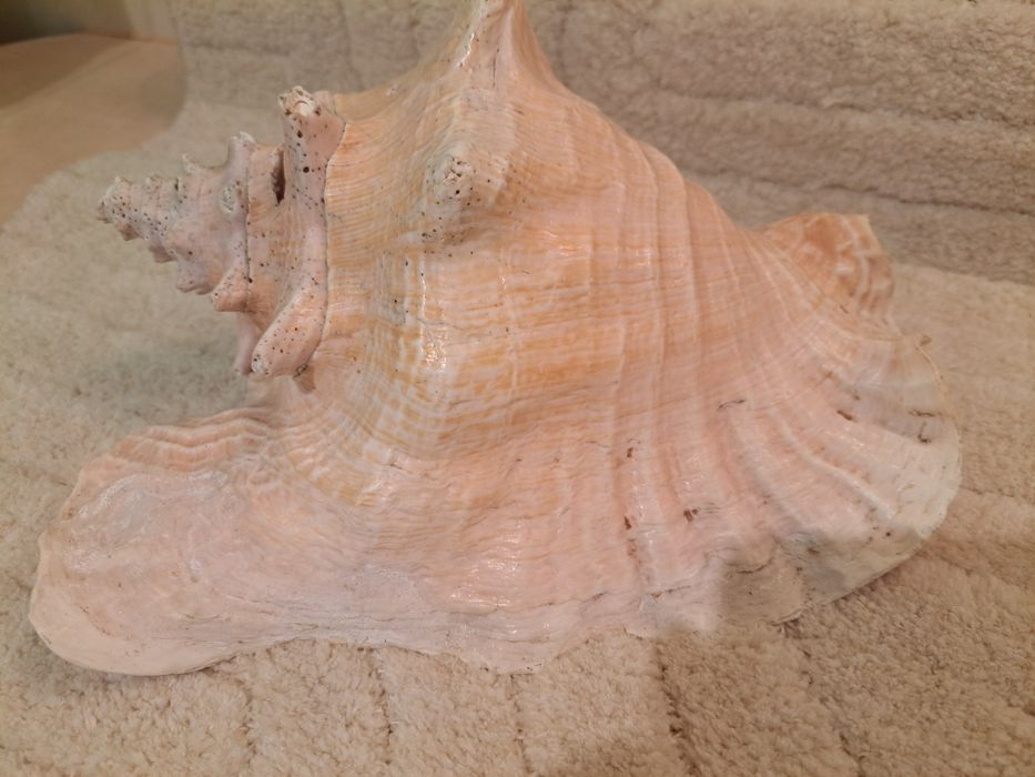 Muszla duża około 25 cm