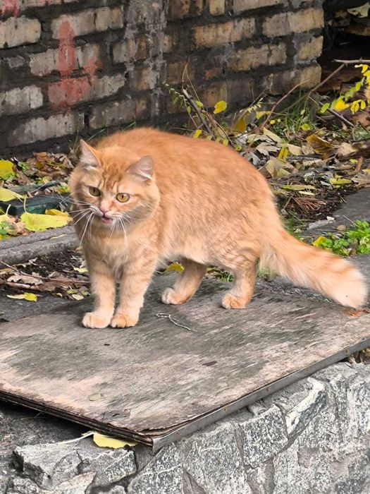 Знайшлась/загубилась руденька кішечка