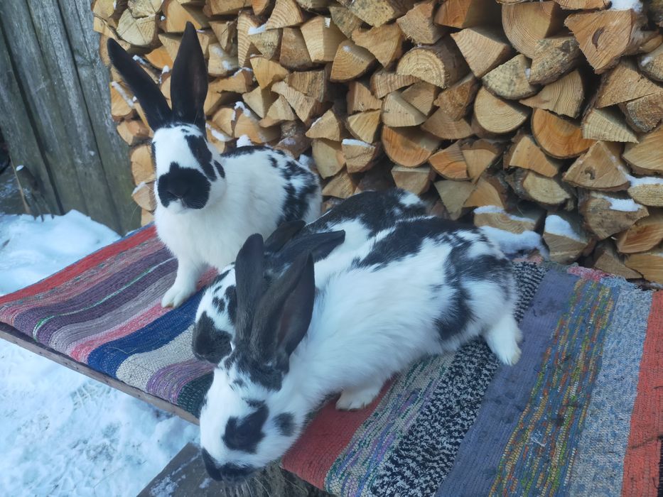 Кролі породи Строкач